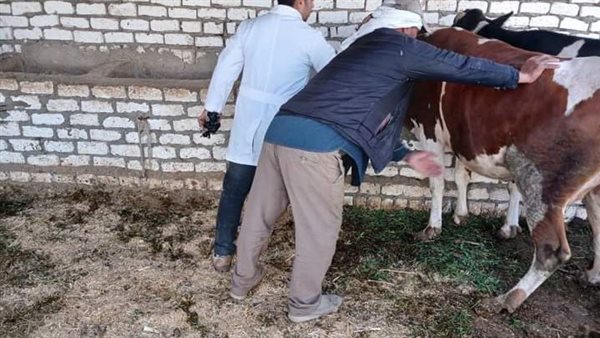 صورة توضيحية 