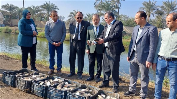 موسم حصاد السمك البلطي