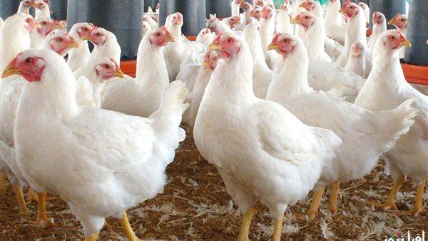 أسعار الفراخ البيضاء