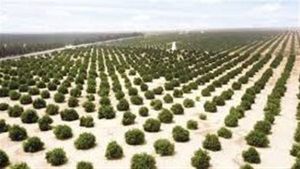 المشروعات القومية