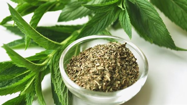 تجفيف النعناع 