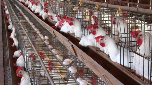 أسعار الدواجن