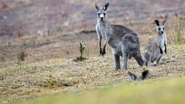  مجال حقوق الحيوان