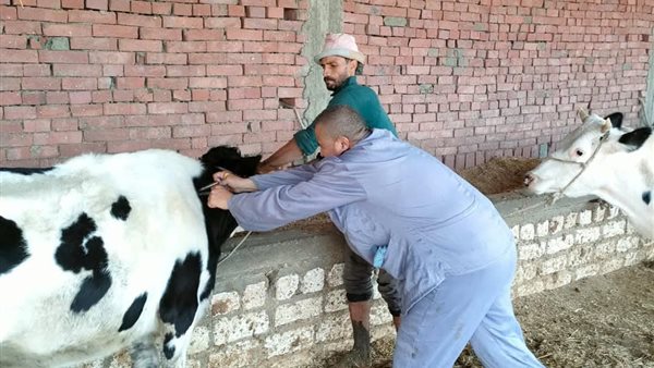 استمرار تحصين الماشية