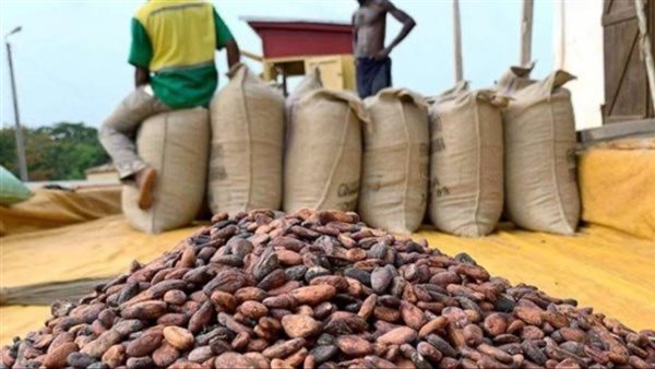 ارتفاع أسعار الكاكاو