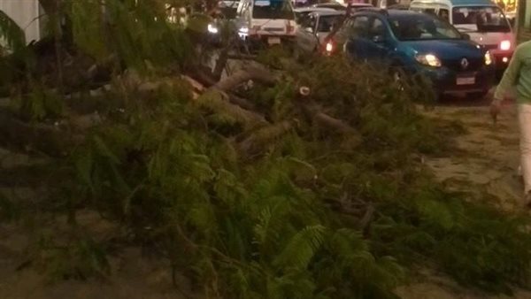 سقوط شجرة عملاقة