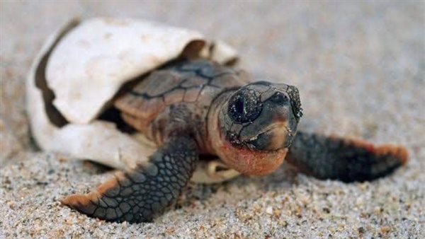 السلاحف البحرية 