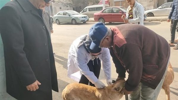 تحصين كلاب الشوارع