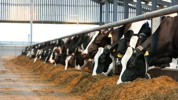  الثروة الحيوانية