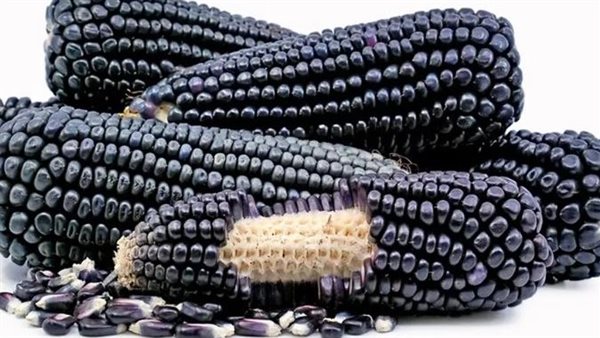 الذرة السوداء 