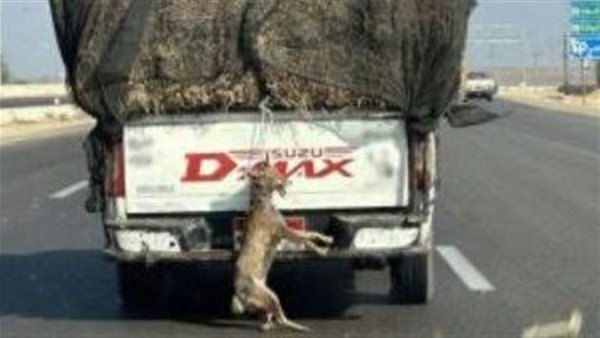 قيام سائق بربط حيوان