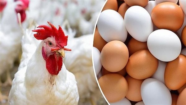 الدواجن والبيض 