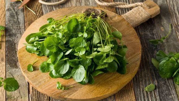 وصفات الجرجير للشعر