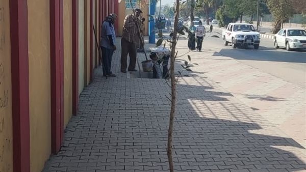 زراعة الأشجار