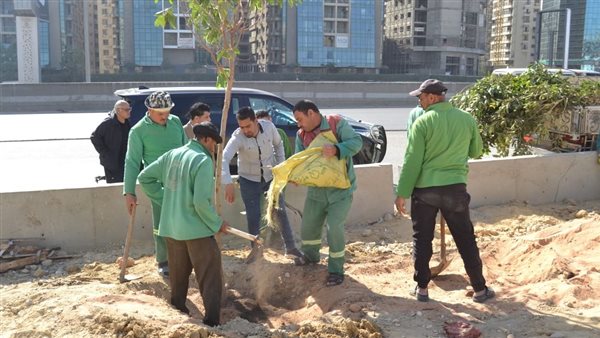 تشجير الطريق الدائرى