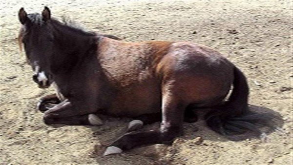 ذبح حصان وتجهيز لحومه