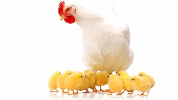 أسعار الدواجن والكتاكيت