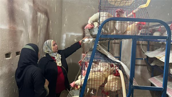 مشروعات الدجاج البياض