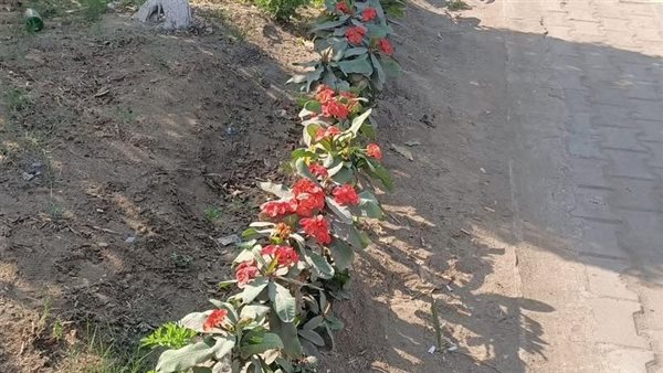   محافظ الغربية يتابع