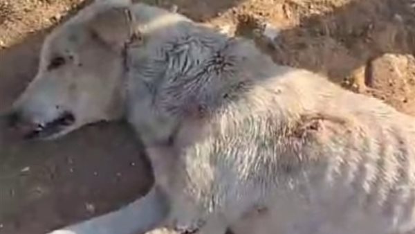 الكلب الضحية