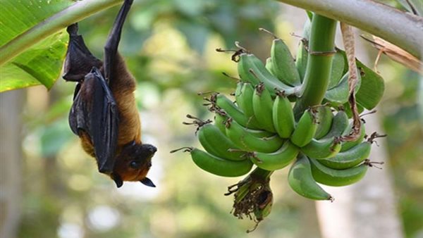 الخفافيش من أسباب