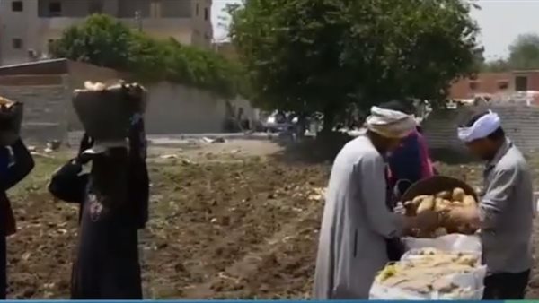 محصول البطاطس في