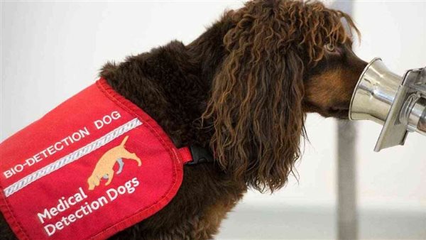 المانيا تستخدم الكلاب