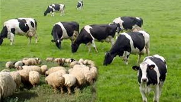 الثروة الحيوانية