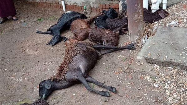 نفوق حيوانات 