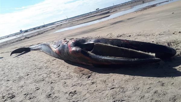 الحوت النافق