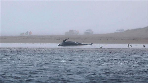 انقاذ الحوت المجنح