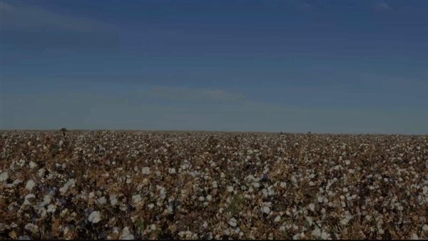  مشروع زراعة القطن