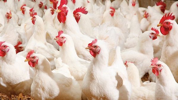  أسعار الدواجن والبيض