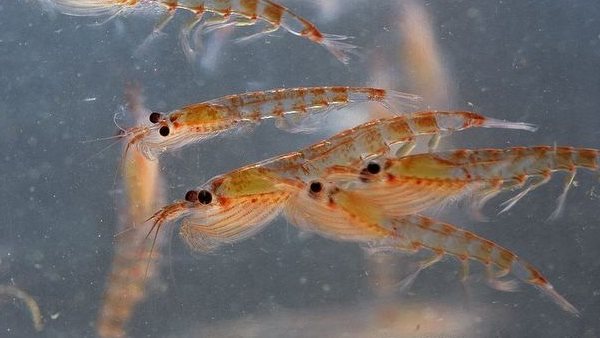  قشريات الكريل القطبي