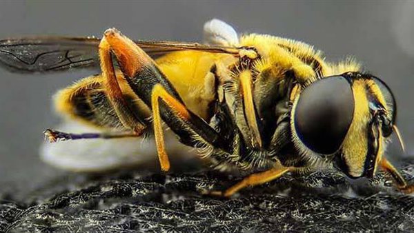 كم عدد عيون النحلة؟