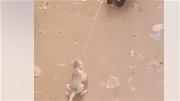 سحب كلب بدراجة نارية