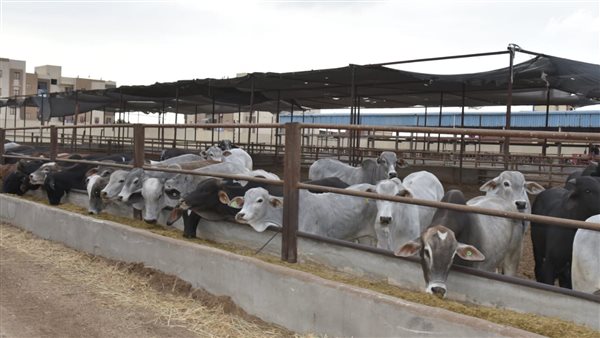 الماشية و العجول