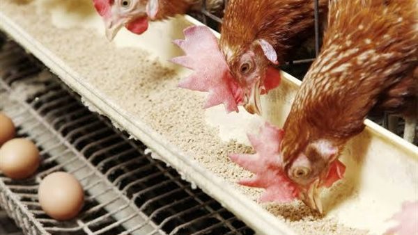 ارتفاع أسعار الدواجن