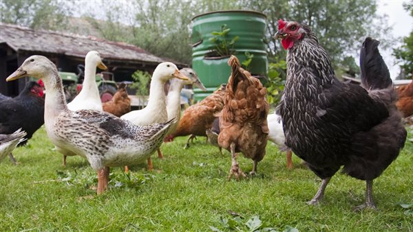 أسعار البط البلدي