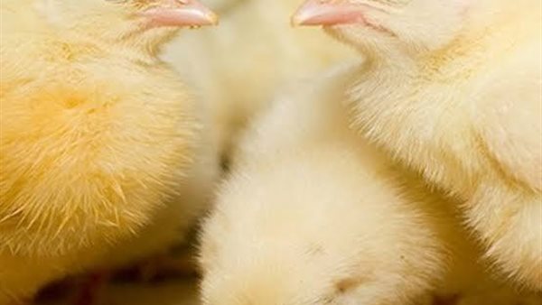 أسعار الكتكوت الأبيض