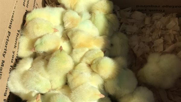 أسعار الكتاكيت اليوم