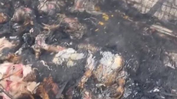 صورة لنفوق الدواجن