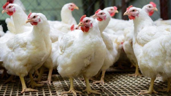  أسعار الدواجن في