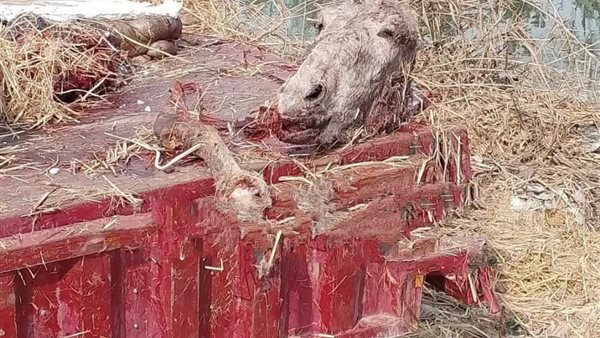 رؤوس حمير بالمنوفية