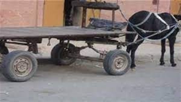 صورة الحصان 