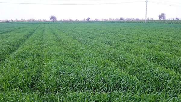 المحاصيل الزراعية