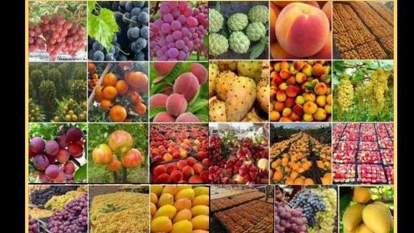 أفضل طعام أشار إليه