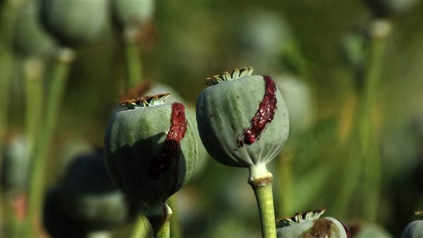 مخدر الأفيون 