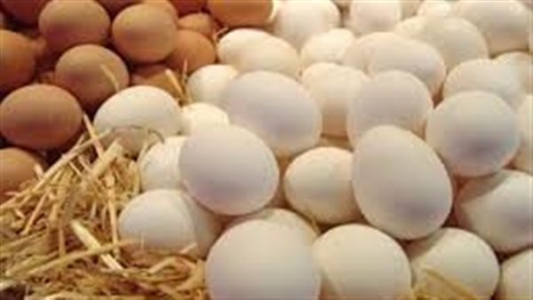 سعر كرتونة البيض