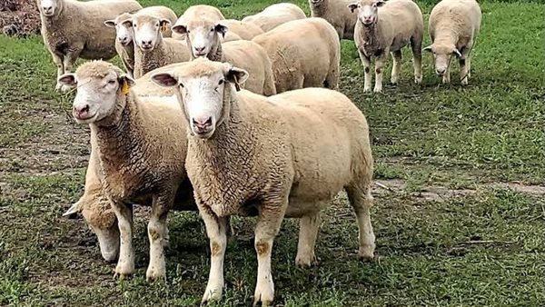 الأغنام والماعز